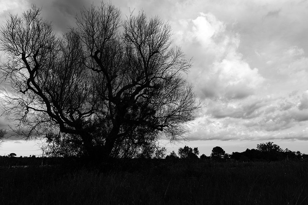 Xylella blues | Luca Cortese
