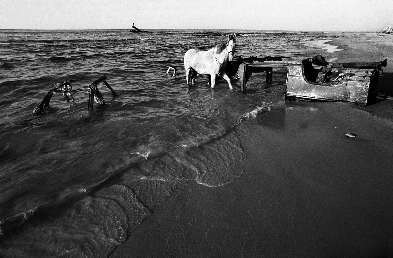 Il cavallo sulla spiaggia, Gaza (Palestina) 1993 | Francesco Cito
