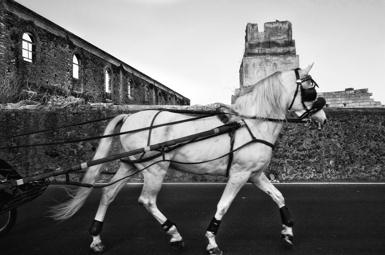 Horse 4 | Daniele Vita