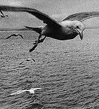 Foto di Nicola Spadafranca.jpg