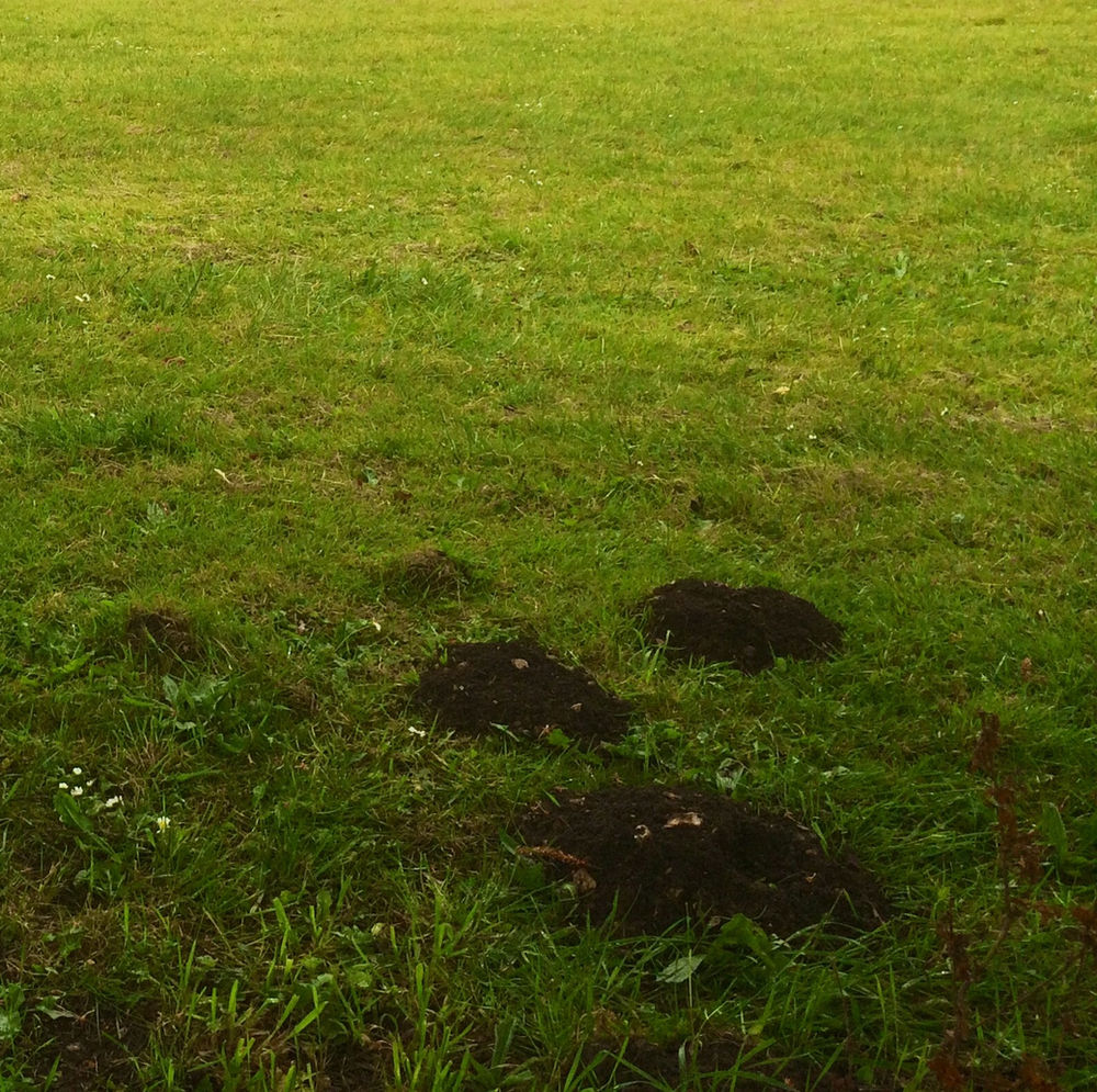 Get your garden free of moles for summer!