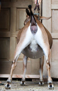 V-show-Fall-2021-Mushroom-rear.jpg