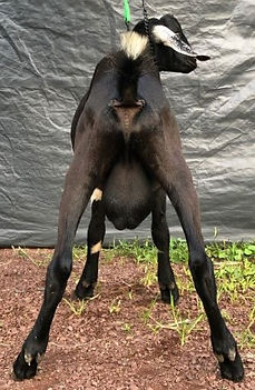 SizeMatter's SGL Johnny Cash Sr kid buck (2).jpg