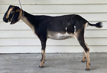 ZyGoatFarms GingerSnap DRY YEARLING NUBI