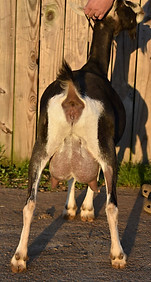 Dixie Dairy Ewok 2 YO Milker alpine (2).jpg