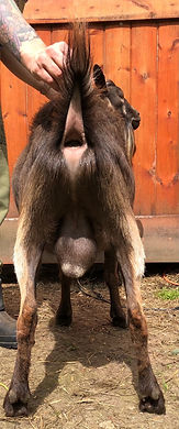 Creekside FS Zefir 2 YO Mini Alpine buck