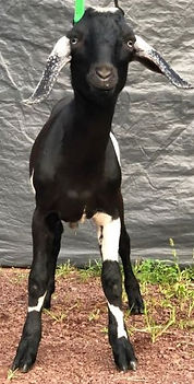 SizeMatter's SGL Johnny Cash Sr kid buck (1).jpg