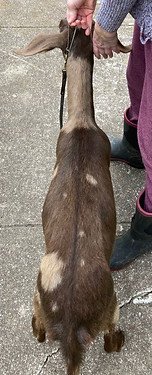 Sunrise Creek Penelope DRY YEARLING NUBI
