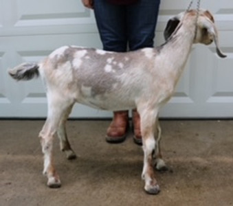 Whimsy Mini Nubians Silver Crush INT DOE