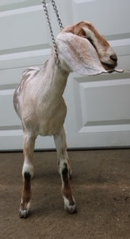 Whimsy Mini Nubians Silver Crush INT DOE