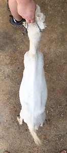 Psalms 91 Hidden Pearl YEARLING MILKER L
