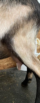 Crooked Tail Vanya 2 YO ALpine milker (3).jpeg