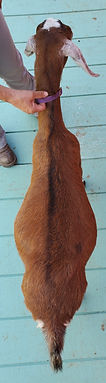 Willoughby croft Red Sonya DRY YRLING.jp