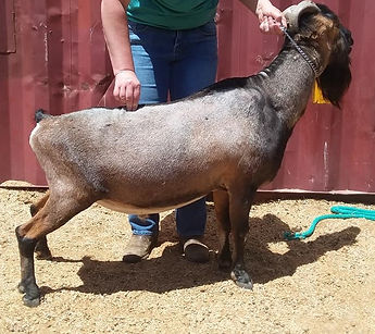 DawnStar KOH Deliverence 3 YO LAMANCHA B