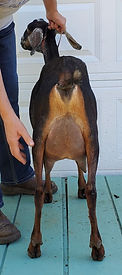 Delica's Elle Spring Rayne 2 YO NUBIAN M