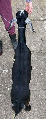 Sunrise Creek Dixie DRY YEARLING NUBIAN
