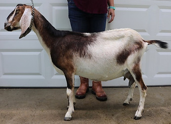 Buckhorn Run DF Kaiah 3 YO NUBIAN MILKER