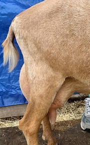 Willows Acres Princess Fiona 2 YO NUBIAN