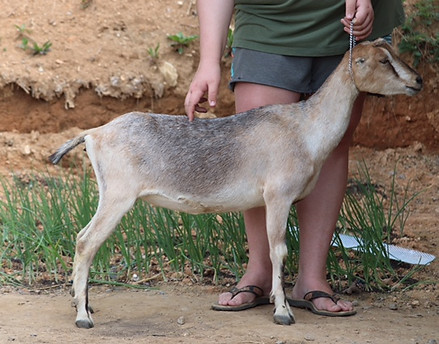 Anamchara's Spicy DRY YEARLING DOE LAMAN