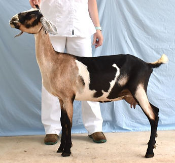 Rafter O Cricket YEARLING MILKER NUBIAN