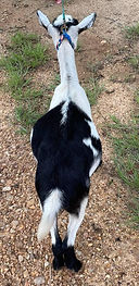 Dixie Dairy GV AnnaBelle (3).jpg