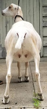 GoGo's AqSu GlimGo Nova DRY YEARLING LAM