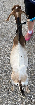 ZyGoatFarms Tilda Yearling Milker NUBIAN
