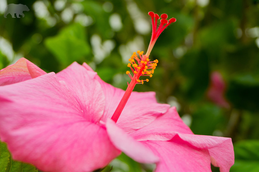 Silver Bear Studios (6)