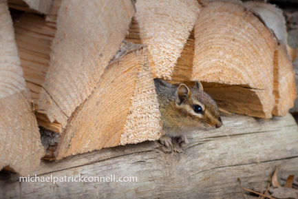 Chipmunk in Woodpile, Bemidji, MN

