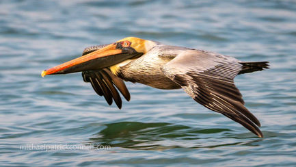 Pelican Up Close