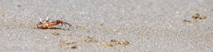 Crab 2