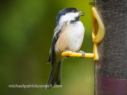 Chickadee, Tower, MN

