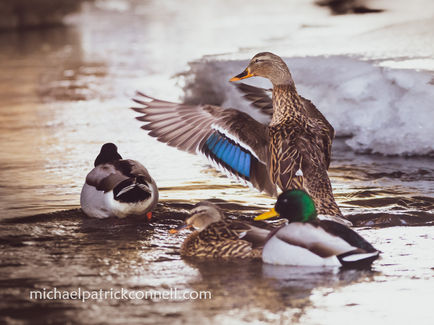 Mallard Ducks, Minnehaha Falls, MN