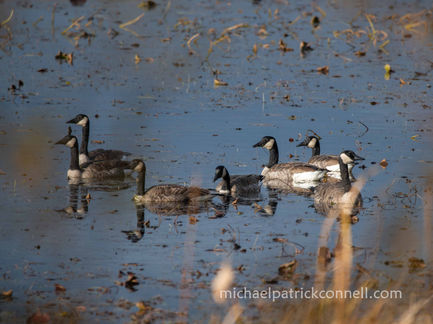 Canadian Geese on a pond near Bemidji, MN