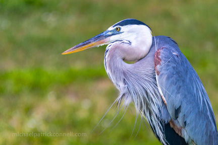 Great Blue Heron, Port Canaveral, FL