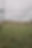 Grazing sheep