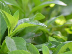 Longevity Spinach: The Tropical Super Green Every Florida Gardener Should Know