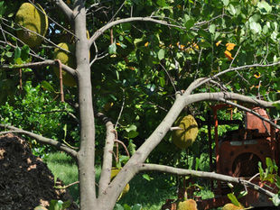 Jackfruit: Artocarpus heterophyllus