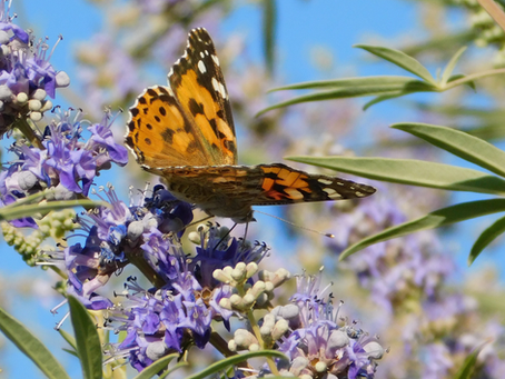 Fragrant Flowering Shrubs for Garden Focal Points: Sweet Almond & Chaste Tree attract pollinators, thrive in Florida, and fill your garden with scent & color.