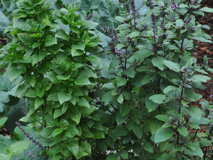 Basil: A Summertime Favorite