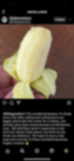 Small but mighty 'Veinte Cohol' Banana Fresh Out of Hand