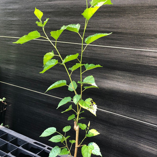 An appealing photo showcasing young 'Everbearing' mulberry trees available for purchase in our online store, promising abundant harvests of delicious mulberries for years to come
