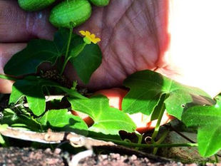 Wild Cucumber, Creeping Cucumber: Melothria pendula