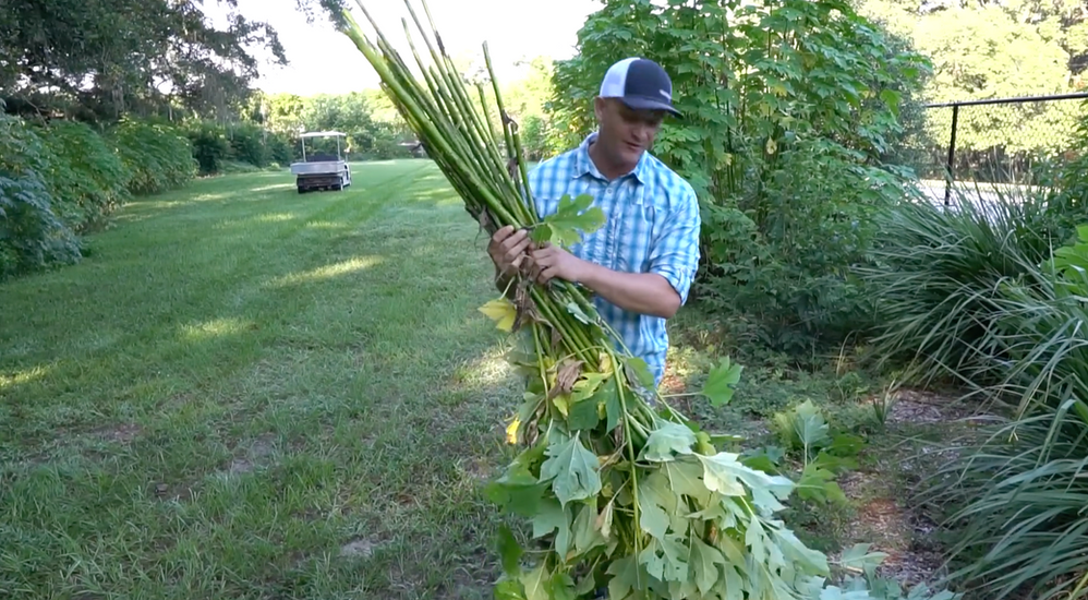 Mexican Sunflower freshly cut by Pete Kanaris for chop and drop natural fertilizer at GreenDreams farm in Florida