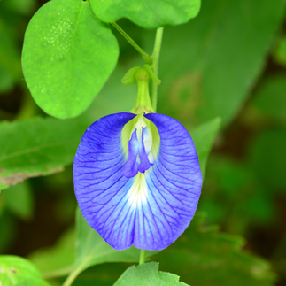 Close-up of vivid blue Butterfly Pea blossom used for tea, pollinators, and nitrogen fixation