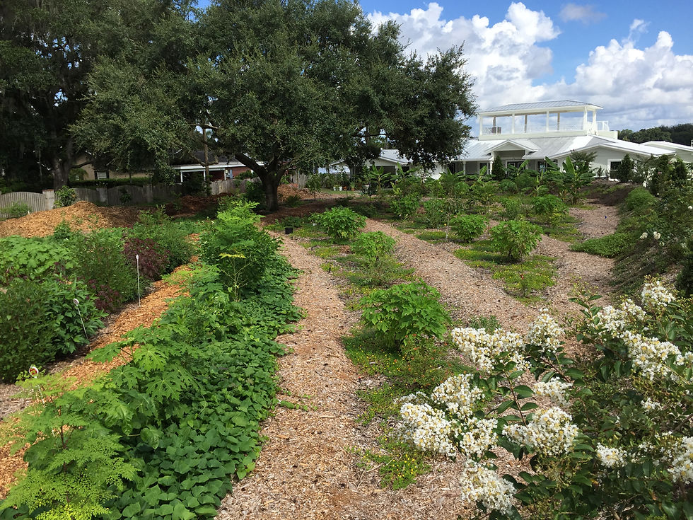 raised paths food forest tampa bay