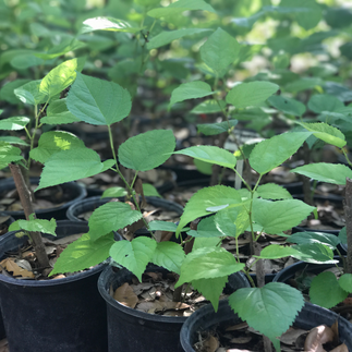 A photo showcasing a variety of young mulberry plants in our nursery collection, each with healthy green foliage and promising growth, available for purchase through our online store or local pickup.