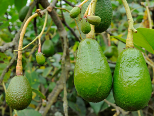 How to Grow an Avocado Oasis: A Comprehensive Guide to Cultivating Your Own Avocado Trees at Home
