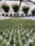 image00033.jpeg