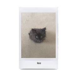 rolllo.png